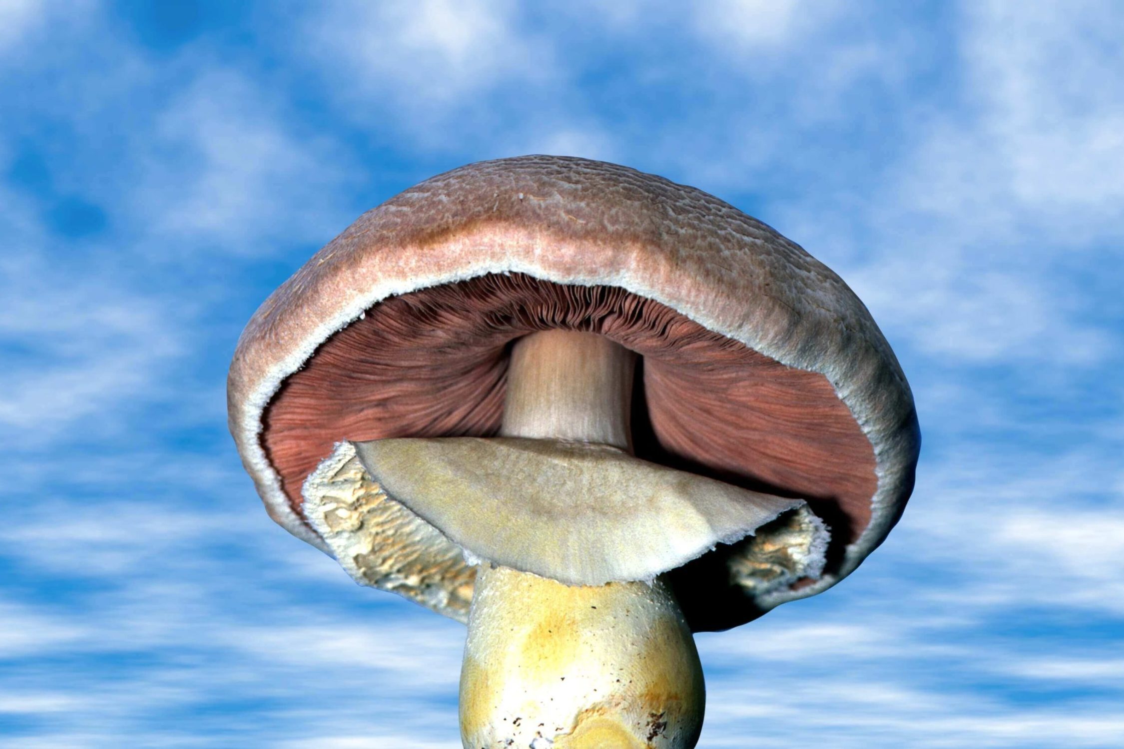 Semaine tastemaker Paul Stamets image mushroom