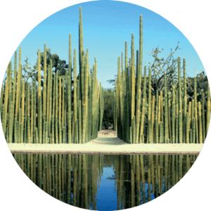 Maryam Nassir Zadeh selects Oaxaca Botanical Garden explore section