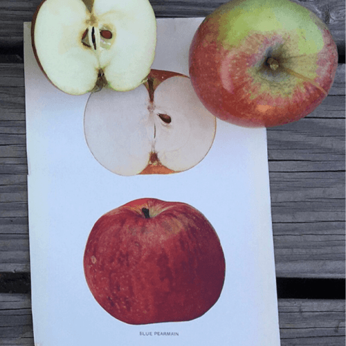 Montgomery Place Orchards Apples (Blue Pearman), chosen by Semaine Tastemaker Sky High Farm's Josh Bardfield.