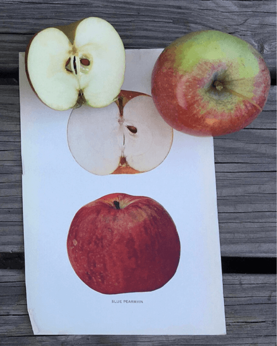 Montgomery Place Orchards Apples (Blue Pearman), chosen by Semaine Tastemaker Sky High Farm's Josh Bardfield.