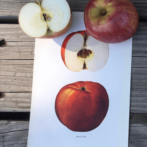 Montgomery Place Orchards Apples (McIntosh), chosen by Semaine Tastemaker Sky High Farm's Josh Bardfield.