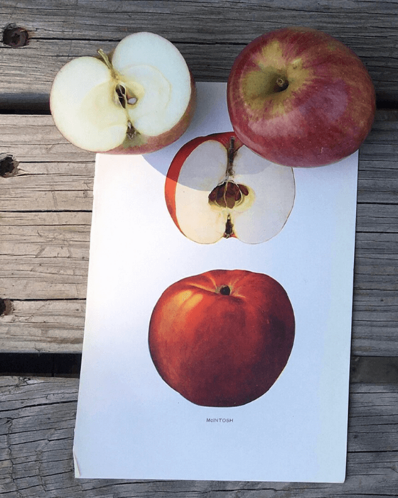 Montgomery Place Orchards Apples (McIntosh), chosen by Semaine Tastemaker Sky High Farm's Josh Bardfield.